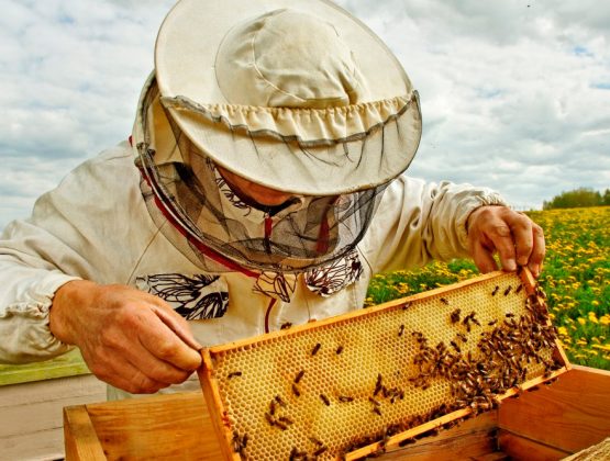 Пчеловодам страны помогут в регистрации бизнеса