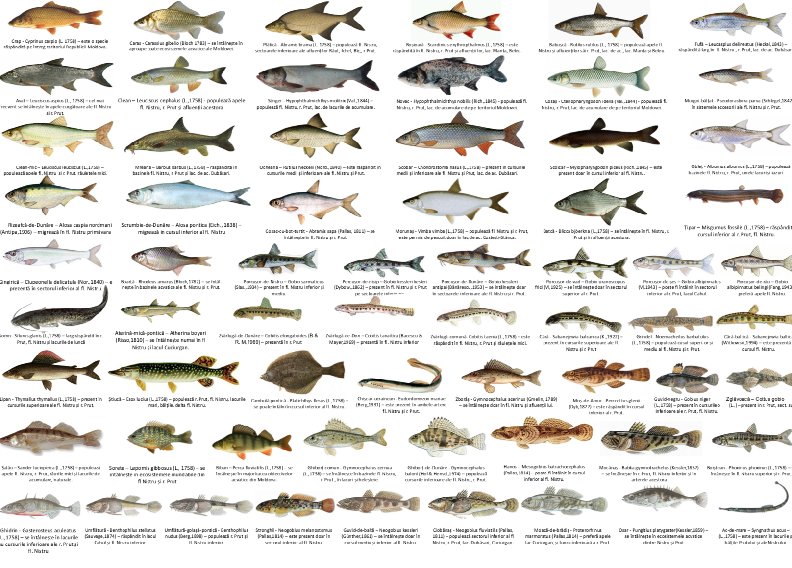 Размеры рыб можно ловить. Виды рыб. Виды ловли рыбы. Запрещённые виды ловли рыбы. Рыба Молдовы.