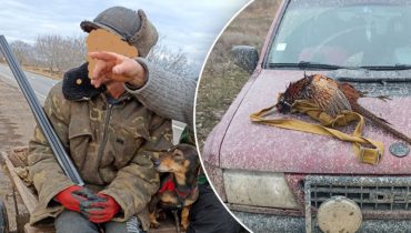 В Кагуле оштрафовали двух охотников за незаконную охоту на фазанов