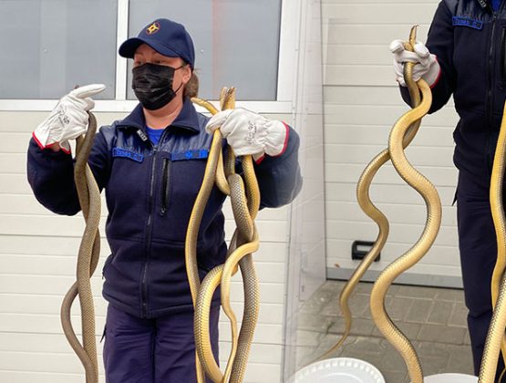 В Кагульском районе в подвале детсада обнаружили 15 змей /ВИДЕО