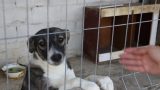Более 290 собак в Кагуле стерилизовали в 2022