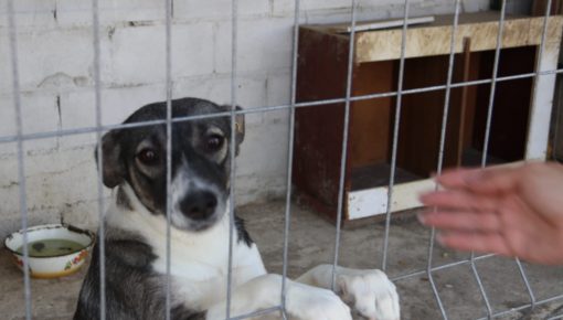 Более 290 собак в Кагуле стерилизовали в 2022