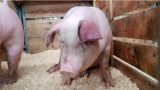 В Кагульском районе введен 45-дневный карантин из-за случая чумы свиней
