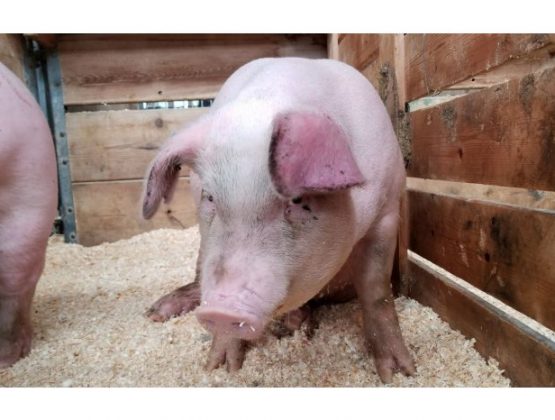 В Кагульском районе введен 45-дневный карантин из-за случая чумы свиней