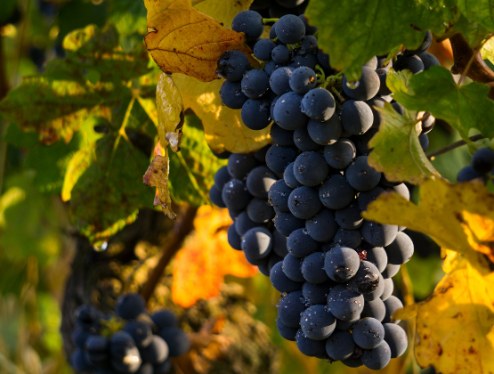 В 2023 году молдавский виноград установил новый рекорд, экспортируясь в 33 страны мира