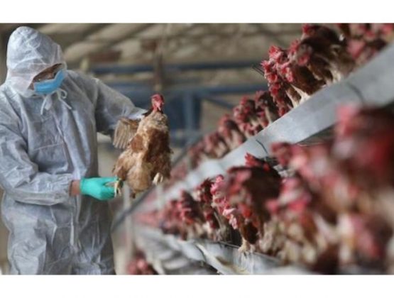 ANSA информирует о свежих случаях вспышки птичьего гриппа