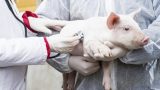 На севере Молдовы выявлены два случая чумы свиней