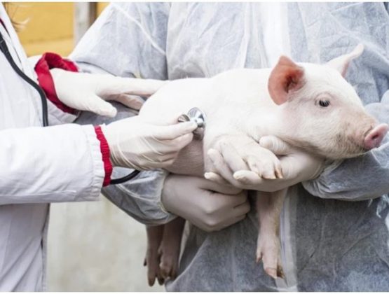 На севере Молдовы выявлены два случая чумы свиней
